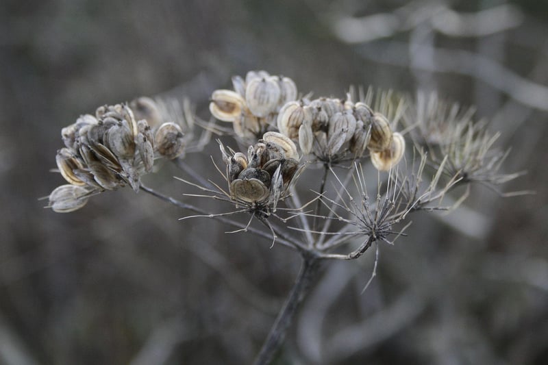 Seeds Image